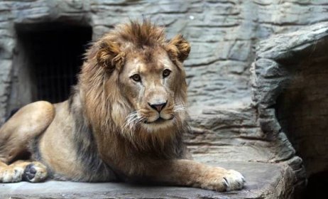 Při řevu krále zvířat tuhne krev žilách. Kde všude v českých zoo lze vidět lva