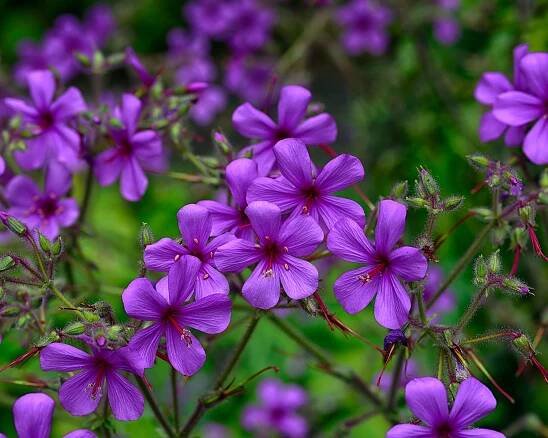 geranium palmatum
