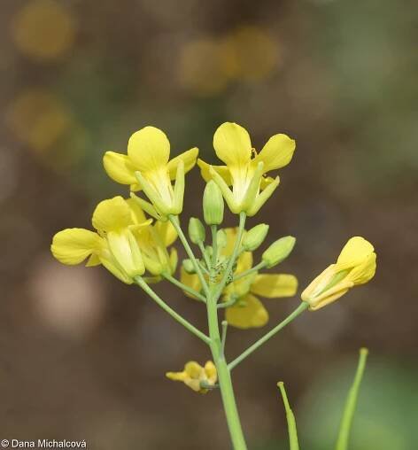 Brassica rapa – brukev řepák