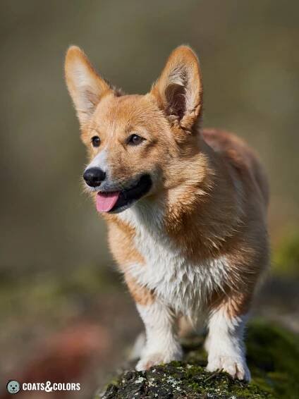 Welsh Corgi Pembroke coat colors red 3