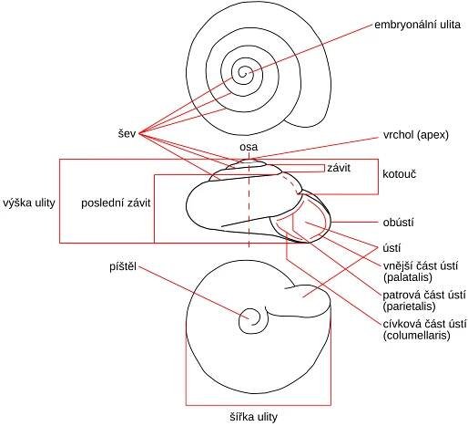 Soubor:Zonitoides nitidus drawing cs.svg – Wikipedie