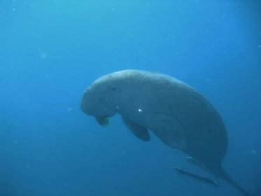 Dugong project in Egypt - Tendua - Association for biodiversity conservation