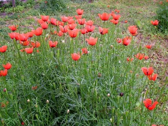 Mák polní (Papaver argemone)