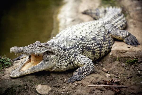 krokodýl - crocodile - stock snímky, obrázky a fotky