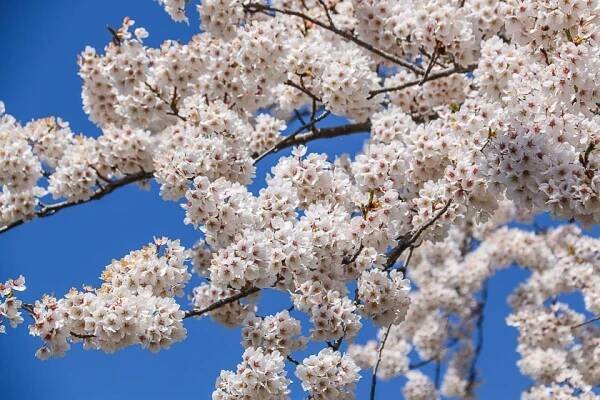 Cherry Blossom Reports 2018 - Mount Fuji: Full Bloom