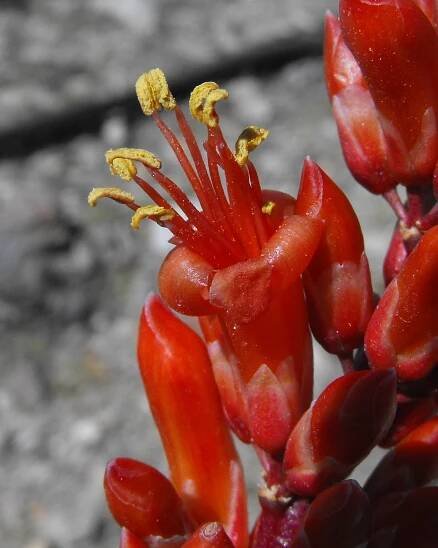 Soubor:Ocotilloflower.jpg