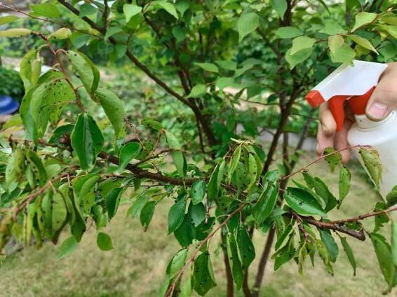 spraying leaves of an outdoor plants affected by greenfly