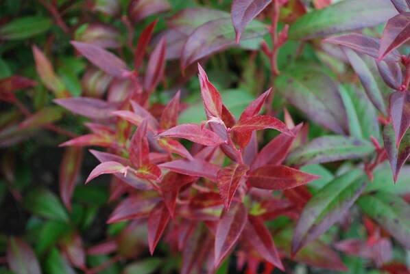 Evergreen Shrubs - Planters' Choice