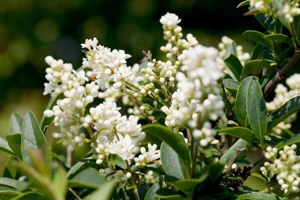 Privet (Ligustrum vulgare)