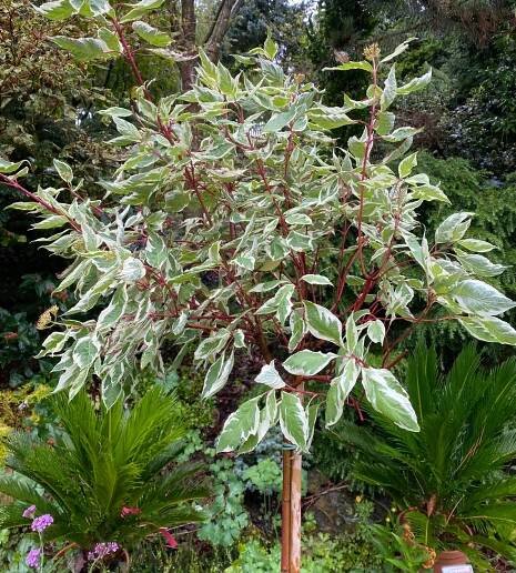 Cornus alba 'Elegantissima' kmínek - svída bílá - Okrasné dřeviny Ing. Milan Žižka