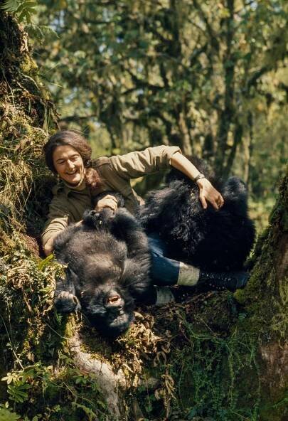 Dian Fossey plays with two young mountain gorillas in the wild. Photo by Robert I.M. Campbell