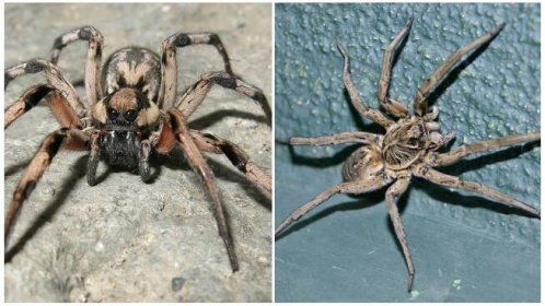 Pavouk tarantula - fotografie a popis, kde žije
