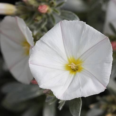 Convolvulus cneorum