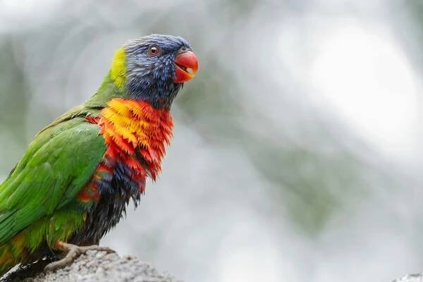 bezplatná Základová fotografie zdarma na téma austrálie, australský pták, barevný Základová fotografie