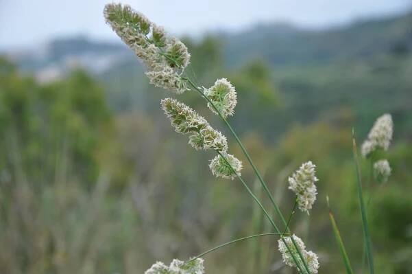 Dactylis glomerata - Wikimedia Commons
