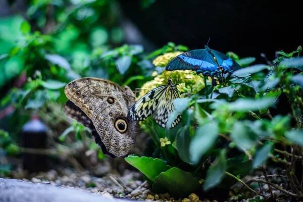 Papilonia | Prague City Tourism