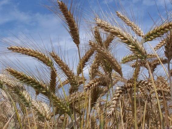 Health Benefits of Triticale - Health Benefits