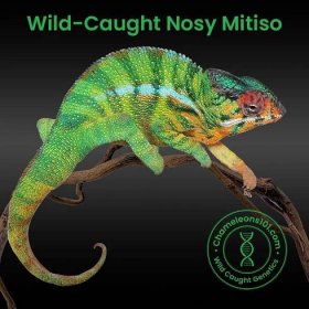 Wild-Caught_Nosy-Mitiso