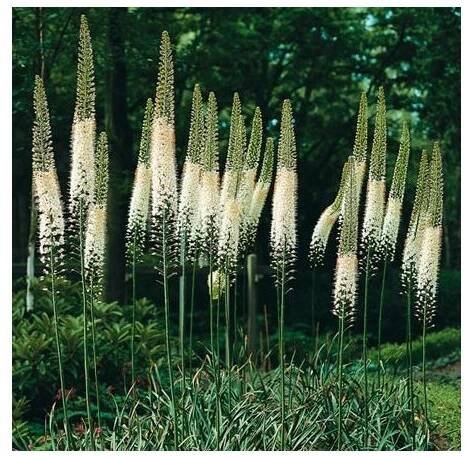 Liliochvostec himalájský - Eremurus himalaicus - prodej kořenových hlíz - 1 ks