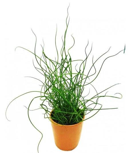 Juncus spiralis "Crazy Grass" - KytkaSem
