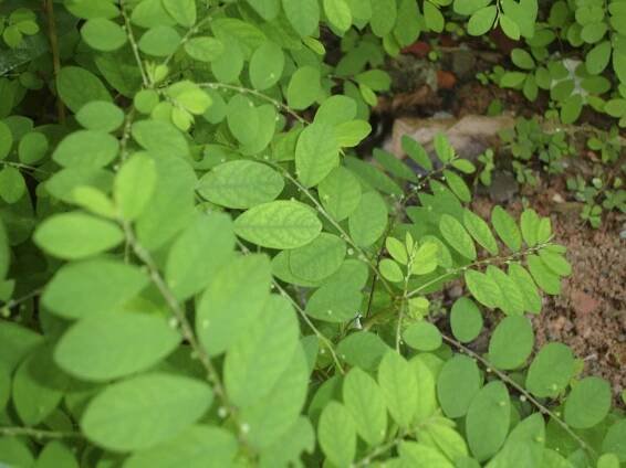 Chanca piedra (Phyllanthus niruri L. )