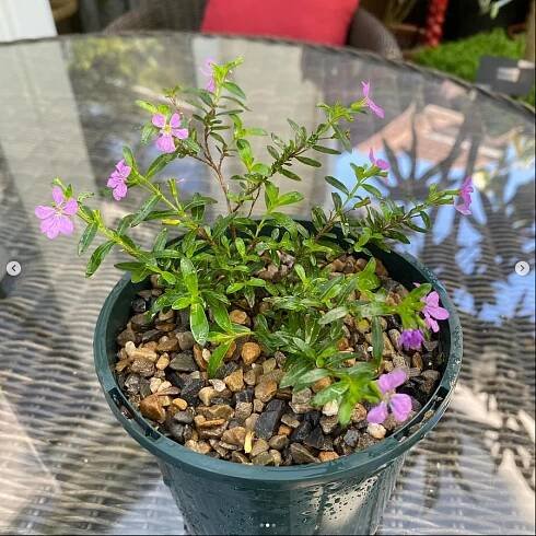 Cuphea hyssopifolia (Hlazenec yzopolistý) - eshop, prodej, semena, rostliny, pěstování, fotografie, množení, popis, atd