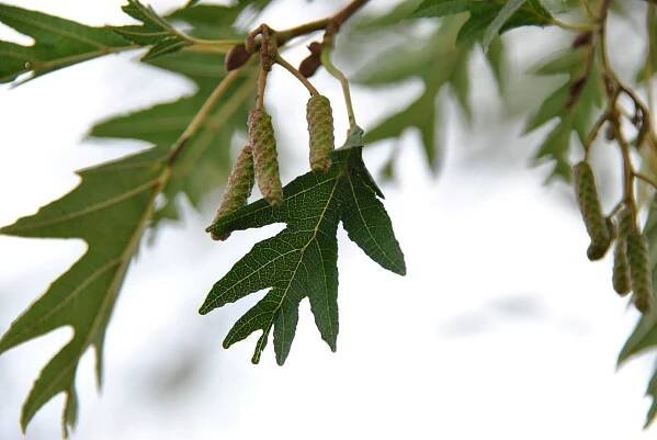 Alnus glutinosa 'Laciniata'