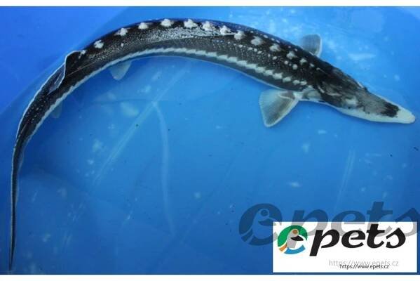 Jeseter hvězdnatý (acipenser stellatus) 50-60 cm - Epets