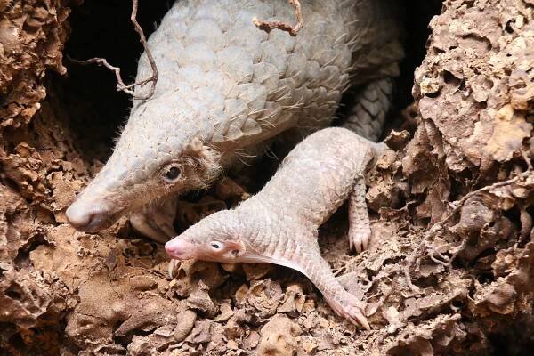 Pangolin