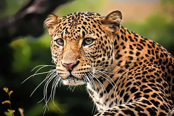 Javan Leopard