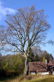 Soubor:Památný strom Buk lesní Františky říjen 2019 (1).jpg – Wikipedie