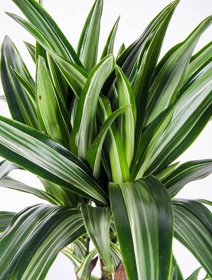 Dračinec vonný, Dracaena fragrans, 3 výhony, skladem | ZAZUMi.cz