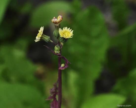 Atlas - fotogalerie: lactuca; květy, květenství 1