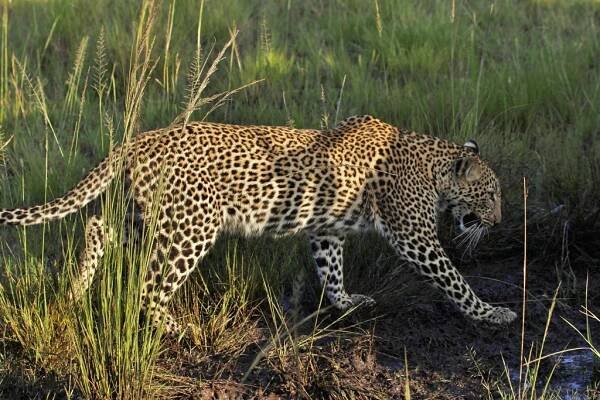 Národní rezervace Masai Mara - Safari a dovolená v Keni