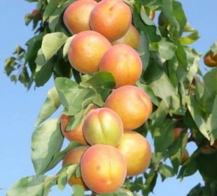 Meruňkové odrůdy: sloupovité, zimovzdorné, pro Ural, Sibiř, Moskevskou oblast
