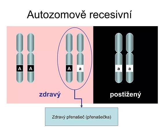 Autozomově recesivní postižený zdravý A A A a a a Zdravý přenašeč (přenašečka) 