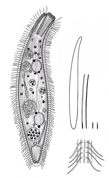 Protozoa – EN - Hieronymus - Illustrations