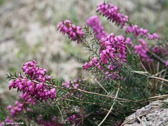 Erica carnea - vřesovec pleťový | Ericaceae - vřesovcovité | Natura Bohemica