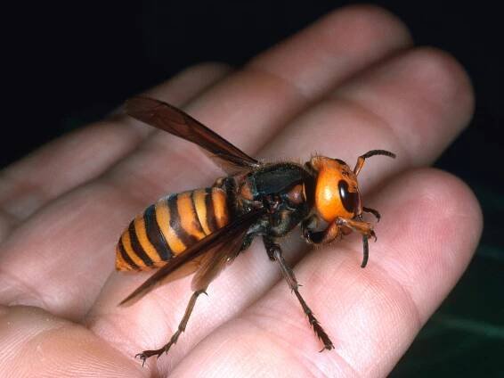 Do Európy prenikol gigantický druh sršňa s extrémne bolestivým bodnutím