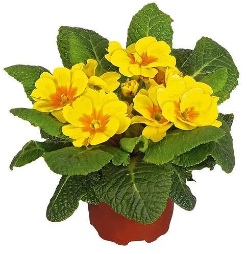 Landgard Prvosenka bezlodyžná (Primula acualis) různé barvy pr. cca 9 cm
