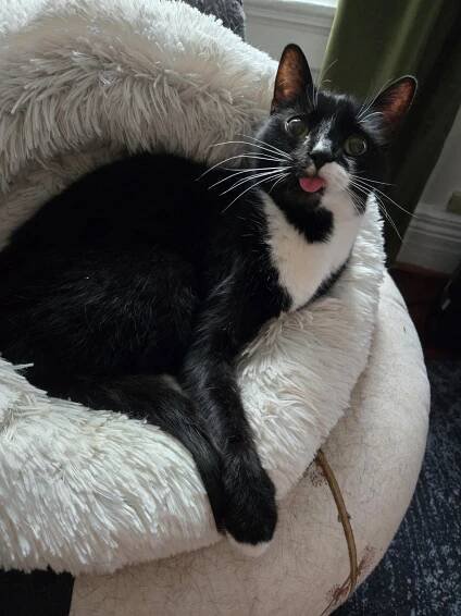 cat pics on Tumblr