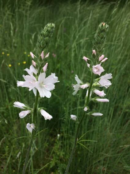 Natural history of checker-mallows of western Oregon - Institute for Applied Ecology