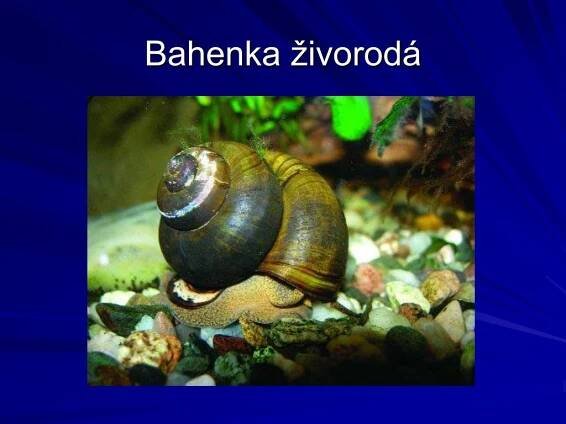 PPT - Měkkýši PowerPoint Presentation, free download - ID:2254349