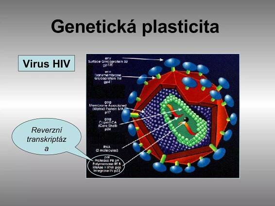 Genetická plasticita  Reverzní transkriptáza Virus HIV 