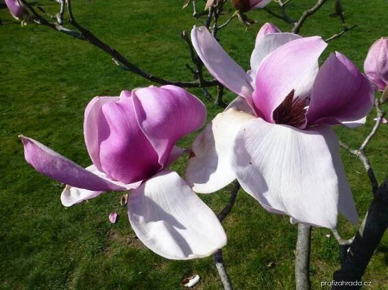 Šácholan - Magnolia Iolanthe, květy, květenství