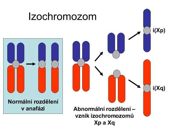 PPT - Strukturní chromozomové aberace PowerPoint Presentation, free download - ID:6120867
