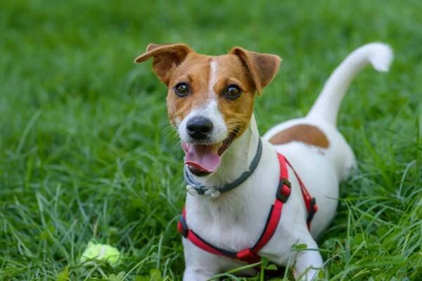 Šťastný Jack Russell teriér