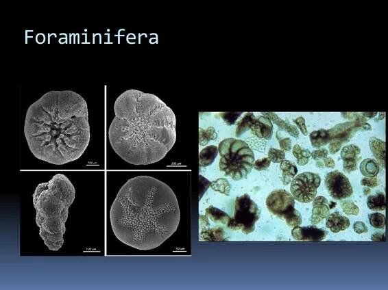 PPT - Prvoci = Protozoa = Protista PowerPoint Presentation, free download - ID:3778151