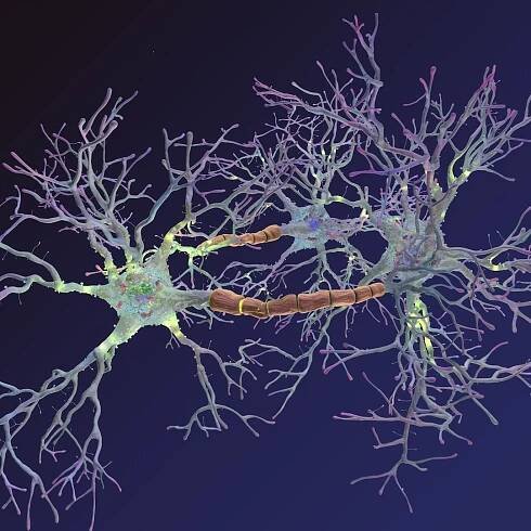 neurons synapses myelin c4d https://p.turbosquid.com/ts-thumb/hM/Rmhu9D/uEtce0ER/neurons_0004/jpg/1475473587/1920x1080/fit_q87/8a3678eb60e1b7b95c37e1b05d293652cd4e9204/neurons_0004.jpg