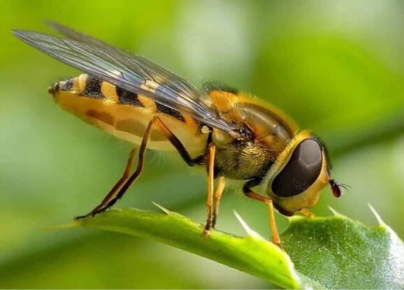abeja africana